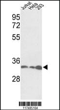 Anti-PCNA Rabbit Polyclonal Antibody