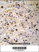 Anti-PCNA Rabbit Polyclonal Antibody