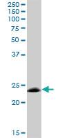 Anti-MOG Mouse Polyclonal Antibody