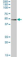 Anti-ZBTB32 Mouse Polyclonal Antibody