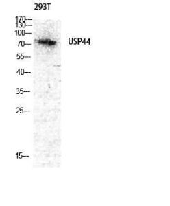 Western blot analysis of 293T cells using Anti-USP44 Antibody