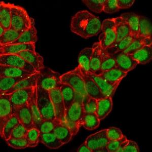 Immunofluorescent analysis of PFA fixed MCF-7 cells stained with Anti-FOXA1 Antibody [FOXA1/2230R] followed by Goat Anti-Rabbit IgG (CF and #174; 488). Counterstain is Phalloidin (Red)