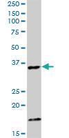 Anti-CAMLG Rabbit Polyclonal Antibody