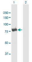 Anti-DPP3 Mouse Polyclonal Antibody