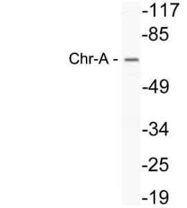 Western blot analysis of lysate from A549 cells using Anti-Chr-A Antibody