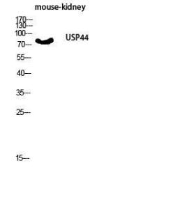 Western blot analysis of mouse kidney lysis using Anti-USP44 Antibody