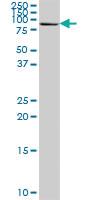 Anti-DPP3 Mouse Polyclonal Antibody