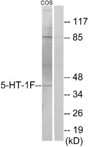 Western blot analysis of lysates from COS7 cells using Anti-5-HT-1F Antibody. The right hand lane represents a negative control, where the antibody is blocked by the immunising peptide.