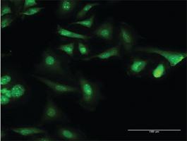 Anti-CAMLG Mouse Monoclonal Antibody [clone: 3F12]