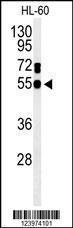 Anti-GDA Rabbit Polyclonal Antibody (HRP (Horseradish Peroxidase))