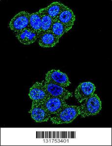 Anti-UQCRFS1 Rabbit Polyclonal Antibody (APC (Allophycocyanin))