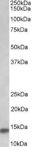 Antibody A85063-100 100 µg