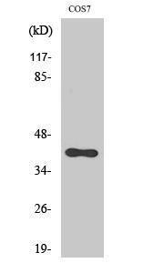 Western blot analysis of various cells using Anti-5-HT-1F Antibody