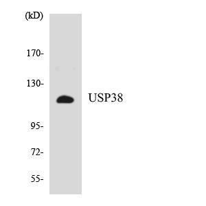 Anti-USP38 antibody