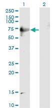 Anti-DPP3 Mouse Monoclonal Antibody [clone: 3C6]