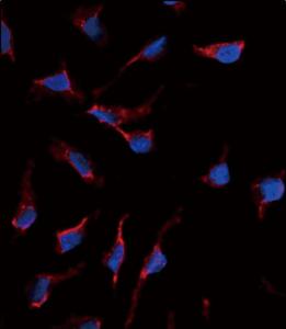 Anti-KITLG Rabbit Polyclonal Antibody (FITC (Fluorescein))