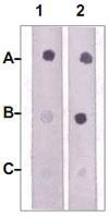 Anti-JAK2 Rabbit Polyclonal Antibody