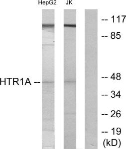 Western blot analysis of lysates from HepG2 and Jurkat cells using Anti-5-HT-1A Antibody. The right hand lane represents a negative control, where the Antibody is blocked by the immunising peptide