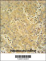 Anti-CYP2A7 Rabbit Polyclonal Antibody