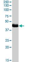 Anti-NPRL2 Goat Polyclonal Antibody