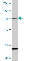 Anti-PPARGC1A Mouse Monoclonal Antibody [clone: 4A8]