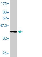 Anti-SUMO2 Mouse Polyclonal Antibody