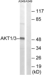 Western blot analysis of lysates from A549 cells using Anti-AKT1 + AKT3 Antibody The right hand lane represents a negative control, where the antibody is blocked by the immunising peptide