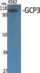 Western blot analysis of various cells using Anti-TUBGCP3 Antibody