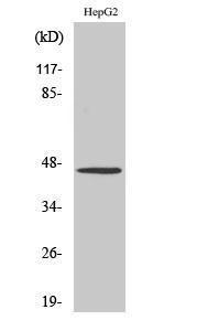 Western blot analysis of various cells using Anti-5-HT-1A Antibody