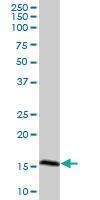 Anti-CAMP Mouse Polyclonal Antibody