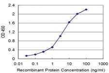 Anti-FXN Mouse Monoclonal Antibody [clone: 3C3]