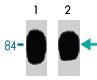 Anti-JUP Mouse Monoclonal Antibody [clone: M111]