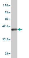 Anti-HINT2 Mouse Monoclonal Antibody [clone: 4E11]