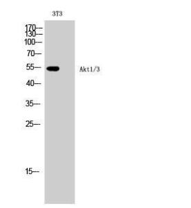 Western blot analysis of 3T3 cells using Anti-AKT1 + AKT3 Antibody