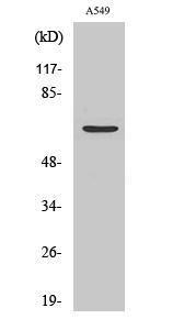 Western blot analysis of various cells using Anti-Chr-A Antibody