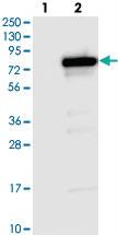 Anti-ZBTB2 Rabbit Polyclonal Antibody