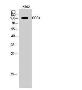 Western blot analysis of K562 cells using Anti-TUBGCP3 Antibody