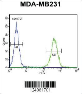 Anti-ST7 Rabbit Polyclonal Antibody