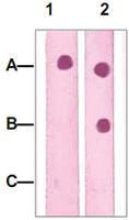 Anti-PTEN Rabbit Polyclonal Antibody