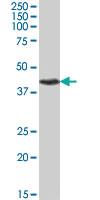 Anti-PITX3 Goat Polyclonal Antibody