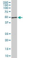 Anti-ASB10 Mouse Monoclonal Antibody [clone: 1F3]