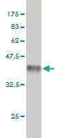 Anti-MCF2L Mouse Monoclonal Antibody [clone: 1D11]