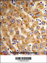 Anti-HYOU1 Rabbit Polyclonal Antibody