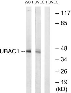 Anti-KPC2 Rabbit Polyclonal Antibody