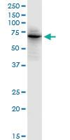 Anti-PTPN6 Rabbit Polyclonal Antibody