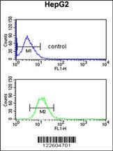 Anti-EFEMP2 Rabbit Polyclonal Antibody