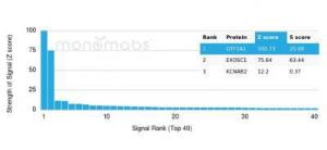 Anti-GTF2A1 Mouse Monoclonal Antibody [Clone: PCRP-GTF2A1-1F2]