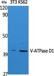 Anti-ATP6V0D1 Rabbit Polyclonal Antibody