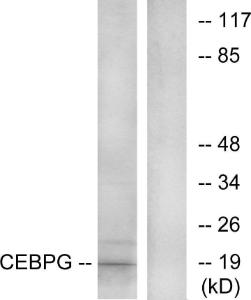 Western blot analysis of lysates from RAW264.7 cells using Anti-CEBPG Antibody. The right hand lane represents a negative control, where the antibody is blocked by the immunising peptide.