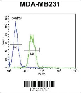 Anti-S6A12 Rabbit Polyclonal Antibody